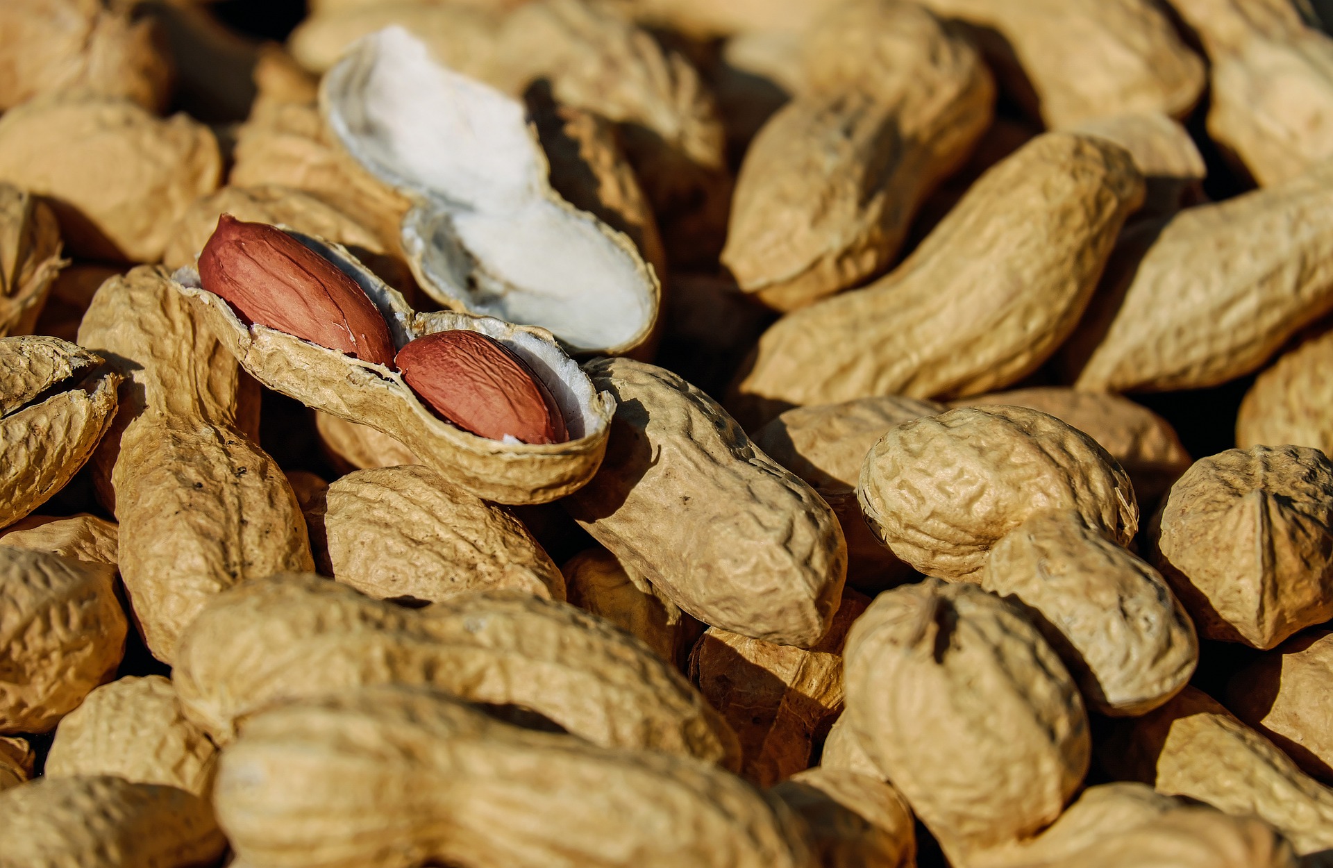 A handful of peanuts, unshelled, with some in shells; our No Win No Fee Solicitors discuss peanut allergies in the workplace.