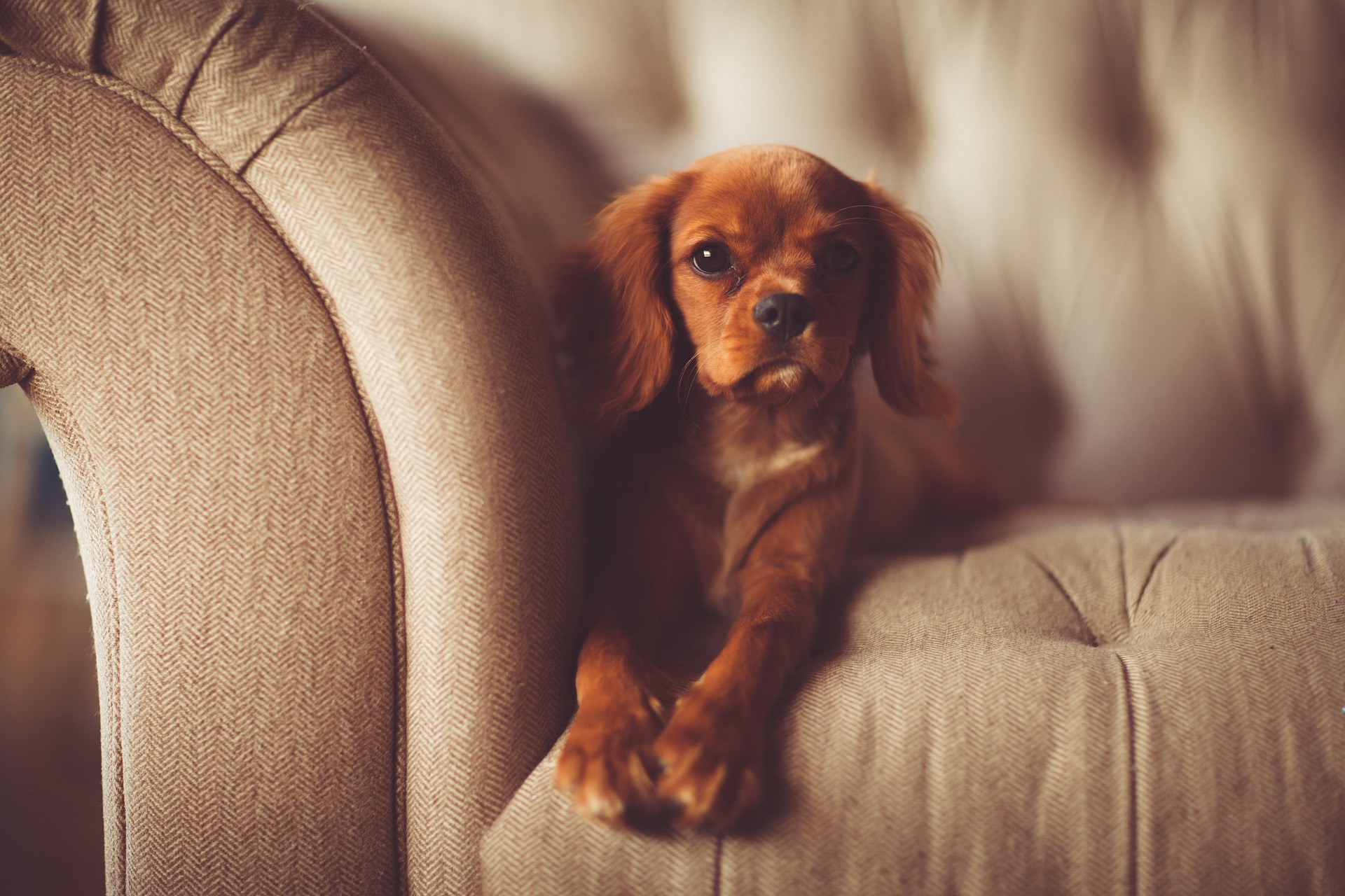 A small dog sitting on a sofa; our team at MG Legal offer home visits, by appointment, so you can seek legal advice from the comfort of your own home.