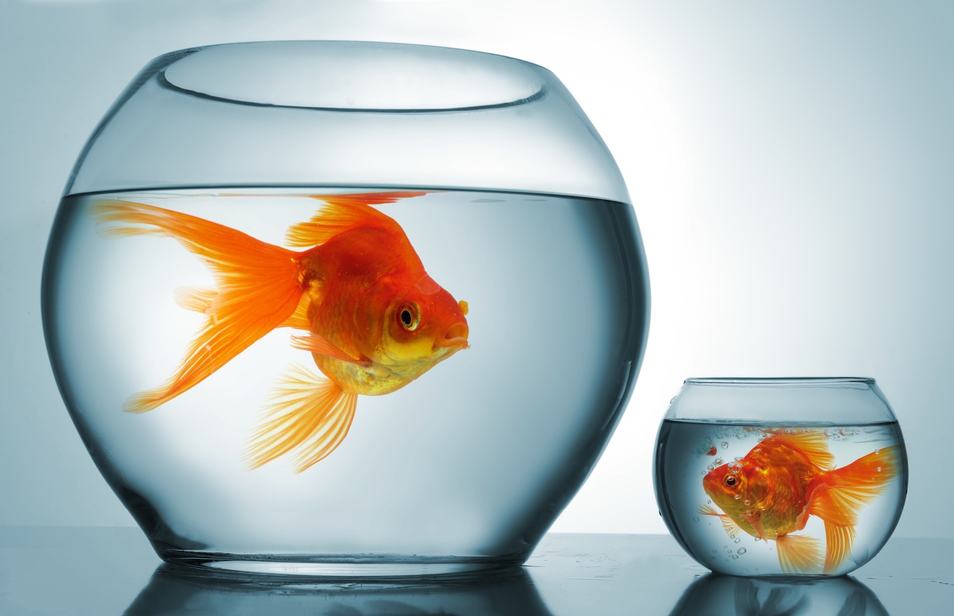 A gold fish in a big bowl, next to a similar sized-gold fish in a small bowl