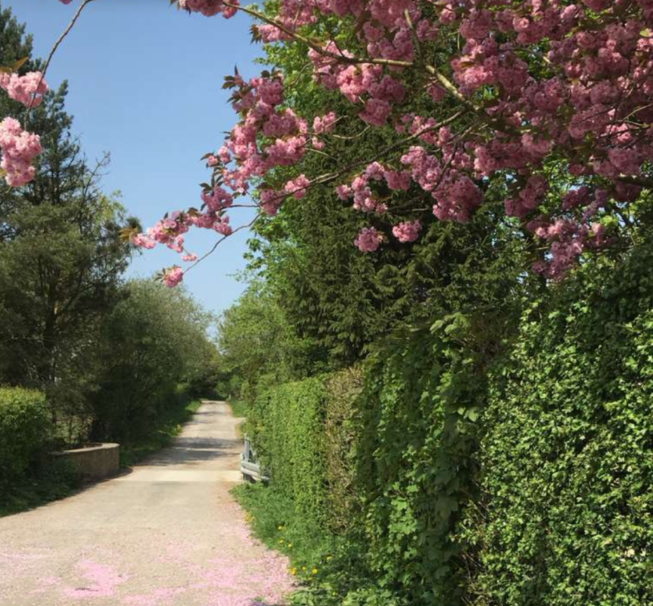 A country road, surrounding by pink blossoms and trees