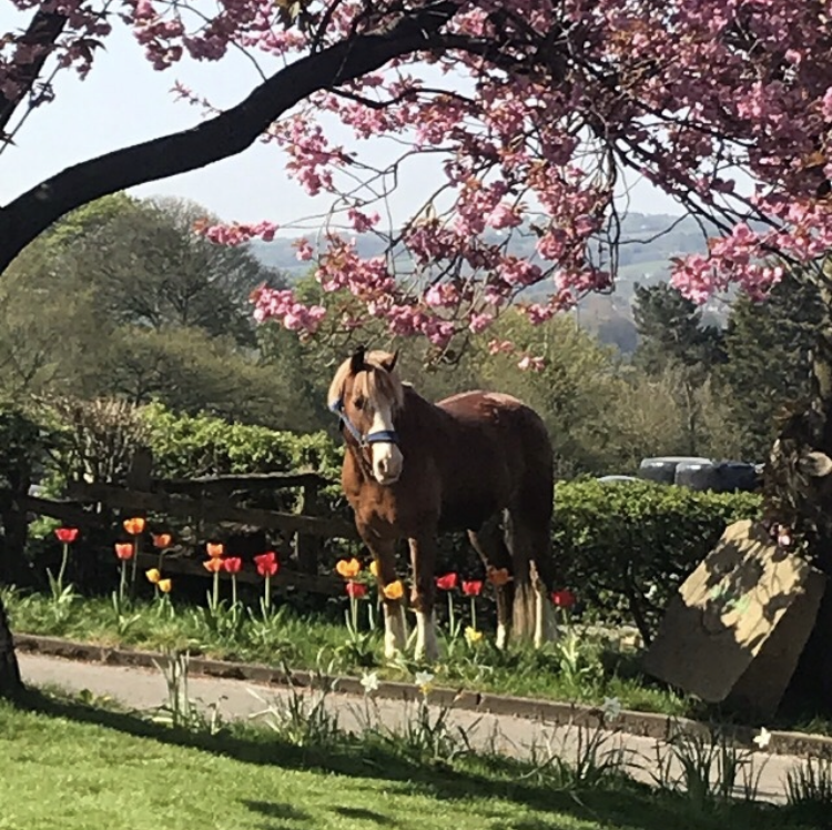 A brown horse, surrounded by tulips and a blossom tree