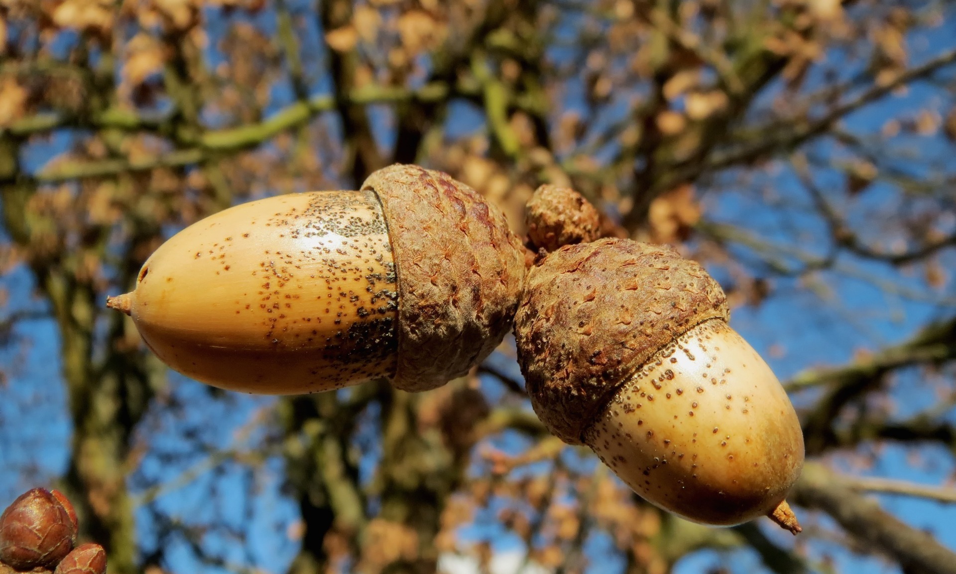 Two acorns hanging from a tree against a blue sky